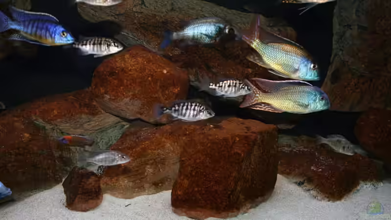 Rechte Beckenhälfte von Malte (4)