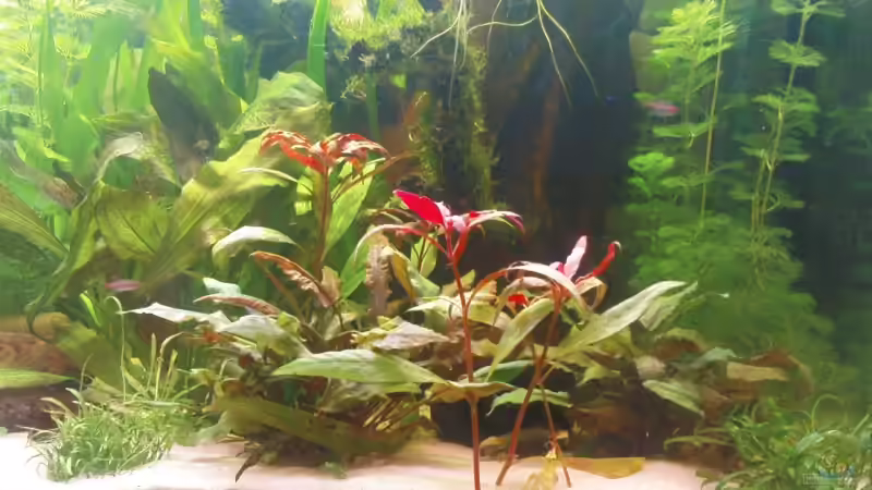 rechte Beckenhälfte von Maria Dicke (5)