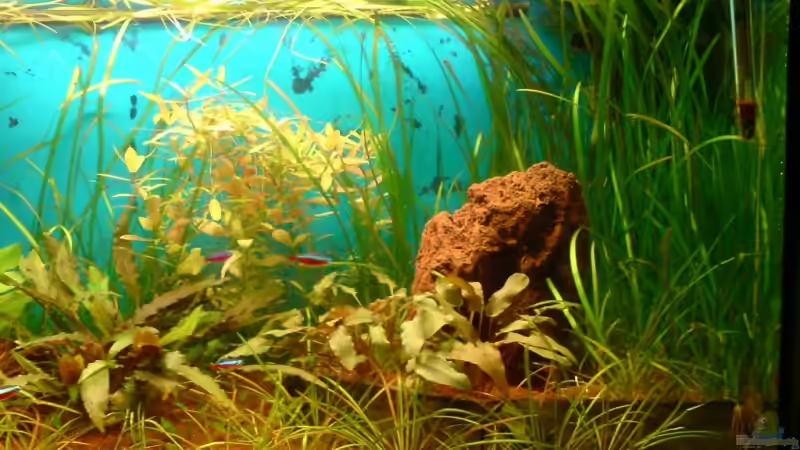 Rechte Beckenhälfte von Mario Coordes (3)