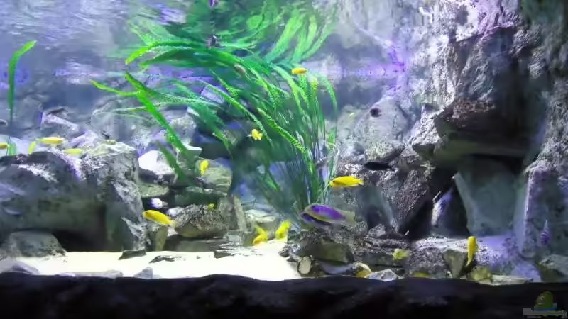 Rechte Beckenhälfte von Mbuna Mick (6)