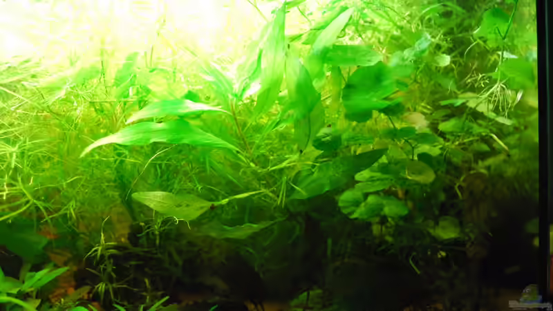 rechte Beckenhälfte von Peter Meyer (3)