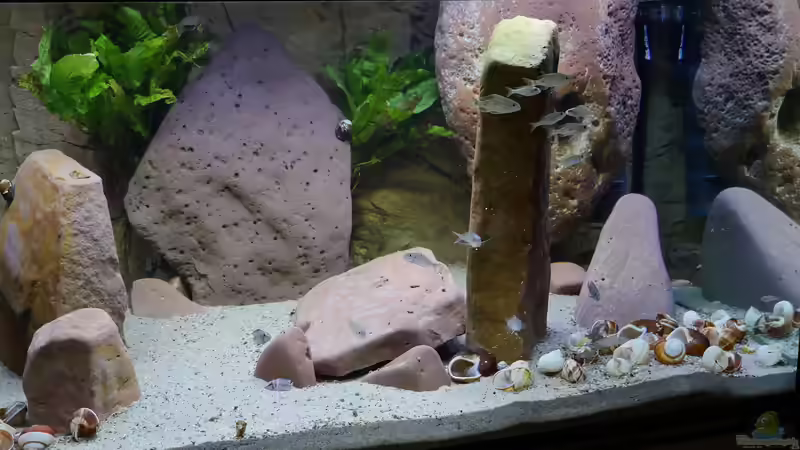 rechte Beckenhälfte von ravaka (6)