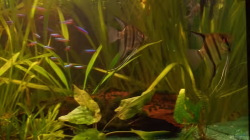 rechte Beckenhälfte von Sirko Fricke (4)