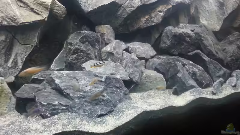 rechte Beckenhälfte von tripledad (8)