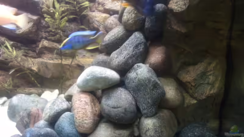 rechte Beckenseite / ??berlauf von prerow (3)