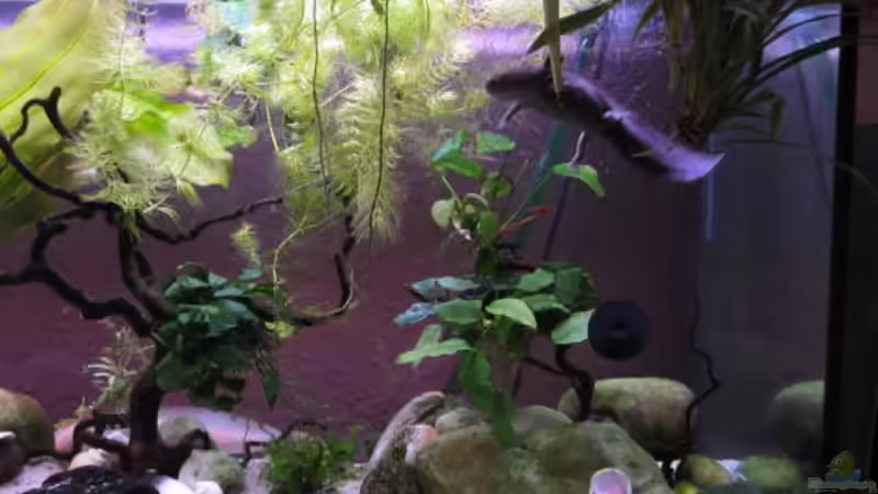 Rechte Beckenseite - Oktober 2010 von Una (31)