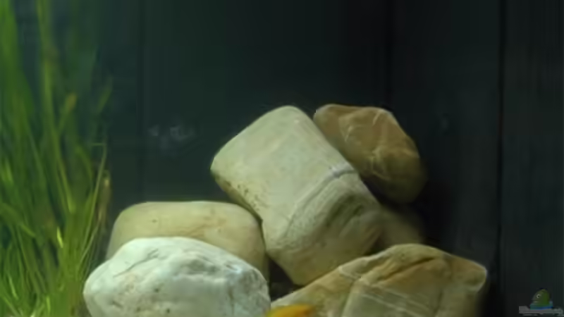 Rechte Beckenseite: A. compr. (N. leleupi zu Besuch!)  von Volker Hebestreit (8)