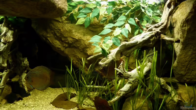 rechte Beckenseite 02.08.2014 von ~Marco~ (36)