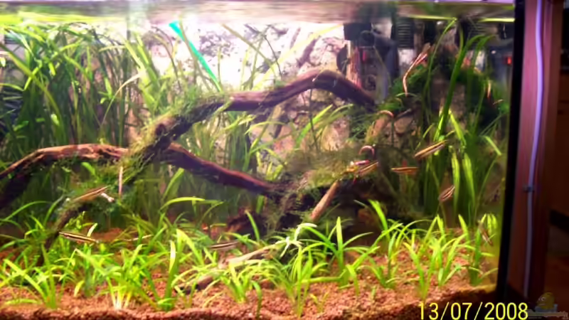 rechte Beckenseite 13.07.08 von Thomas Schmidt (13)