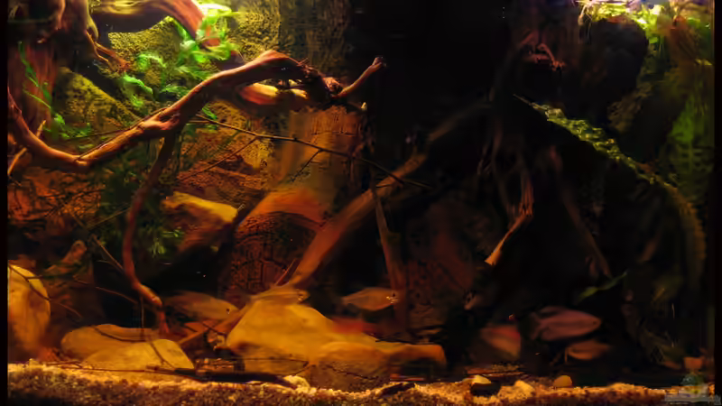 rechte Beckenseite 23.01.12 von Alex S (13)