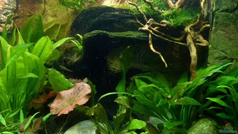 rechte Beckenseite 30.12.12 von nokoeh (23)