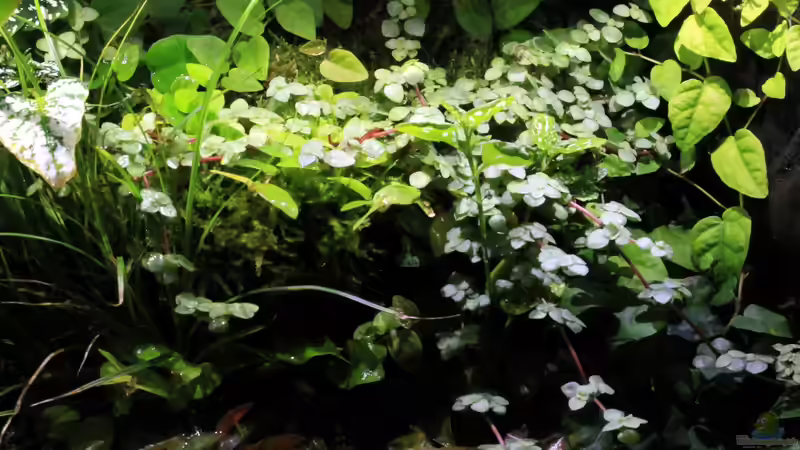 rechte Beckenseite emers von die Perle... (25)