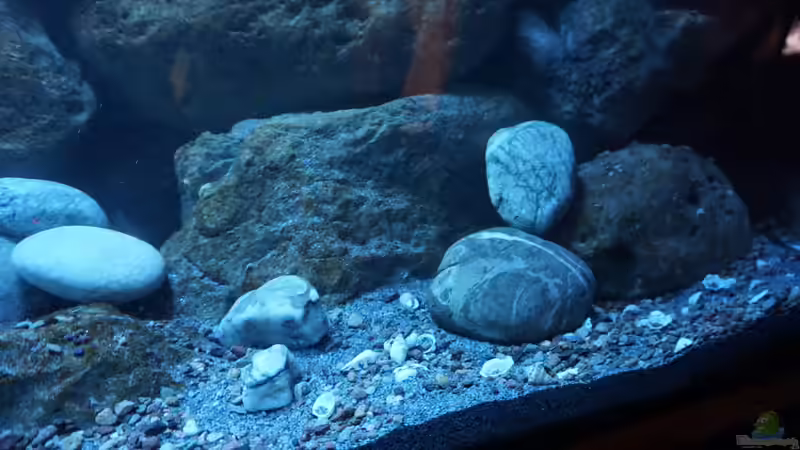 Rechte Beckenseite von andreas32 (24)