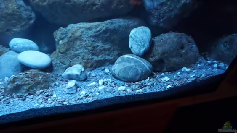 Rechte Beckenseite von andreas32 (26)