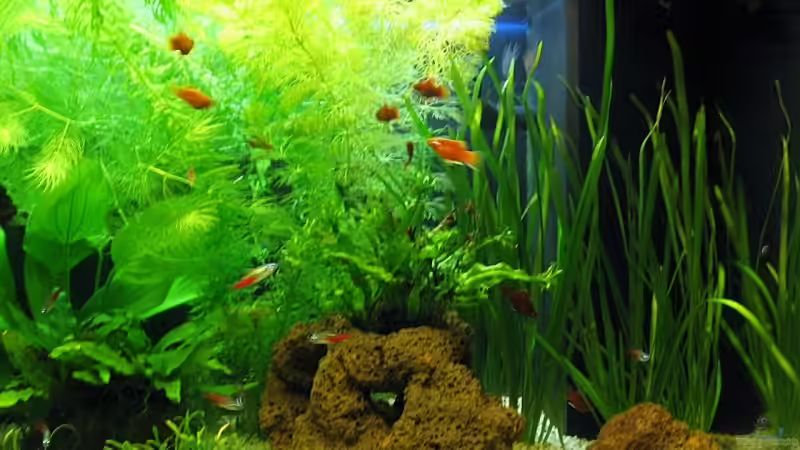 Rechte Beckenseite von aquatommy (6)