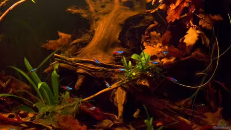 rechte Beckenseite von Benjamin Hamann (8)