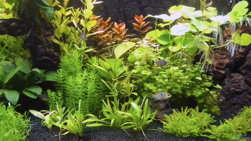 Rechte Beckenseite von BigBDorsten (3)