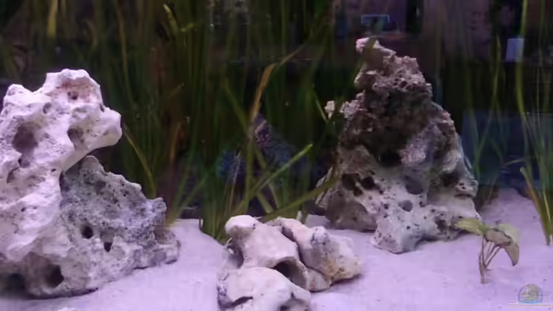 rechte beckenseite von CICHLID (11)