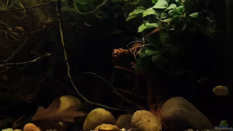 rechte Beckenseite von die Perle... (16)