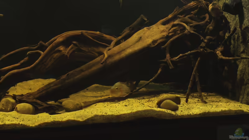 rechte Beckenseite von die Perle... (9)