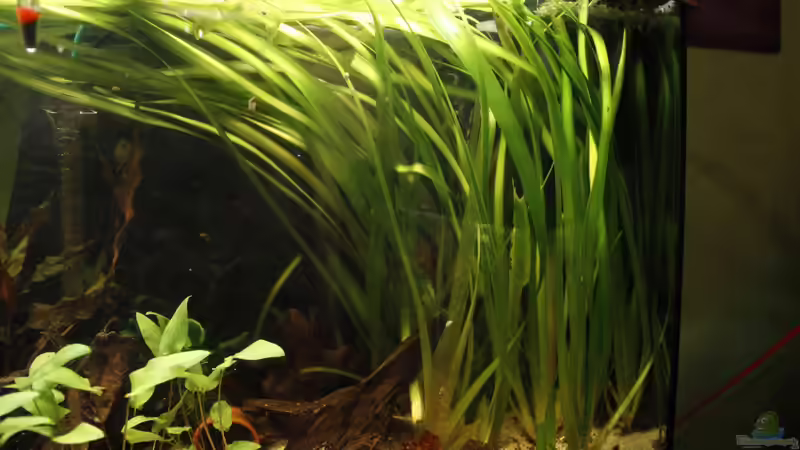 Rechte Beckenseite von isabelle... (3)