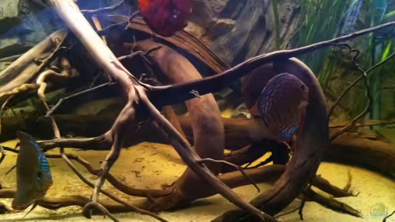 rechte Beckenseite von matthiasm (5)