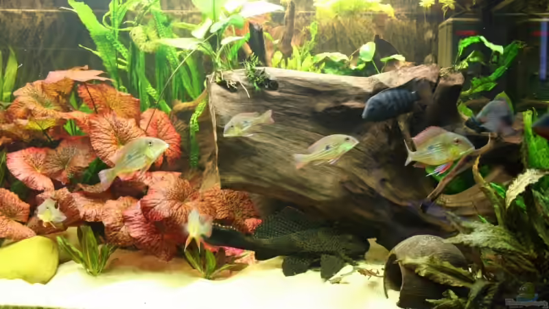 rechte Beckenseite von Minzi (9)