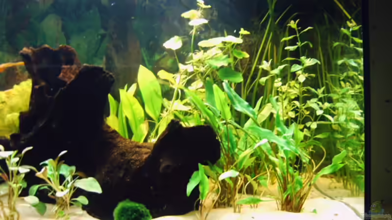 Rechte Beckenseite von Paul Geuer (2)