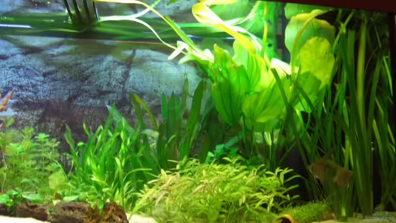 Rechte Beckenseite von Susanne Reinecke (3)