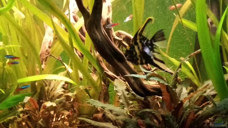 Rechte Beckenseite von Vorn von Faxe (7)