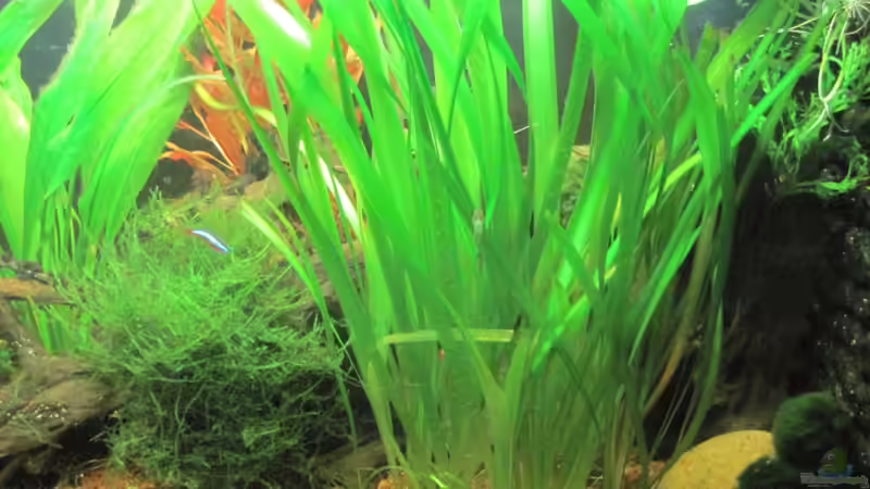 rechte Beckenvorderseite - 25.08.10 von Opodeldok (8)