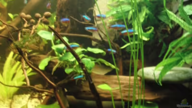 rechte Deko von Make (20)