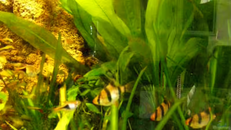 Rechte Ecke meines Beckens von SeLo (4)