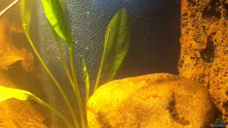 Rechte Ecke von Exotist (6)