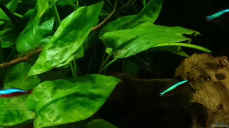 rechte Ecke von Karim C (15)