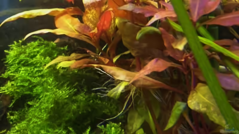 rechte Eckseite des Aquariums, Javamoos. Dort legen die Regenbögen immer ihre Eier ab. Meine Grundeln zupfen die Larven dann später immer heraus.... von rainbow2010 (12)