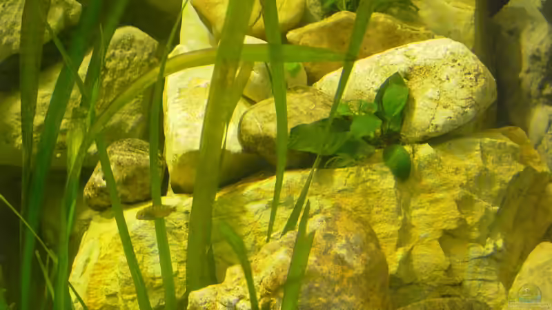 rechte Felsenhälfte.Das Versteck der Babys von Enrico Pinkert (5)