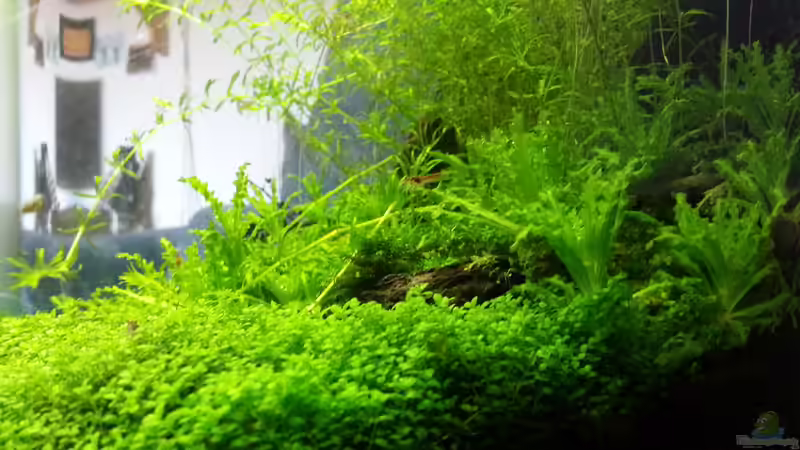 Rechte Flanke 21.04.2013 von M to the ilan (16)