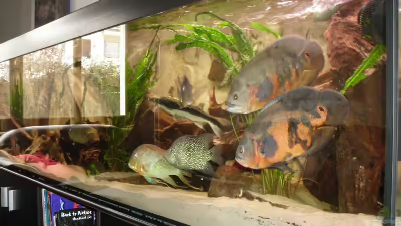 rechte Front von Marc Adrian (2)