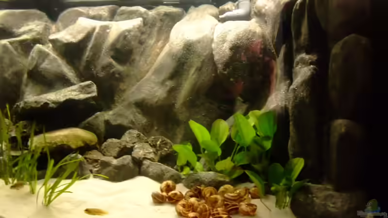 rechte Hälfte 04.2013 von Trooper (11)