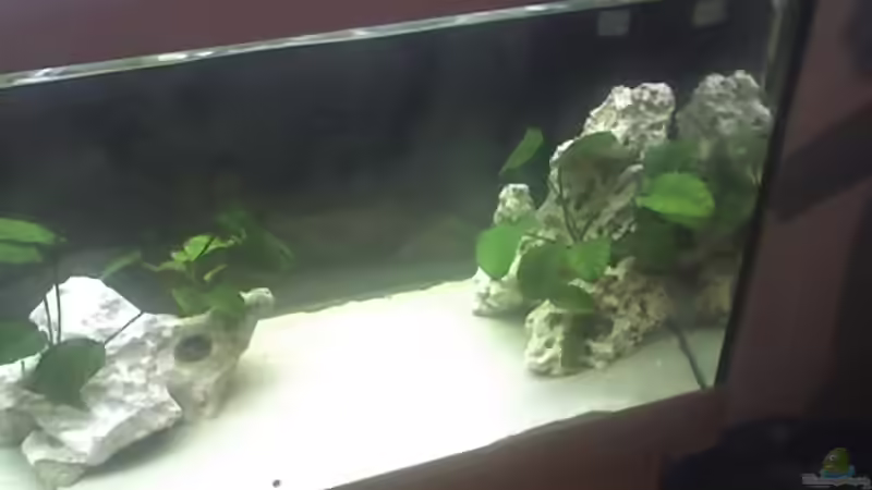 rechte Hälfte des Aquariums von Heiko Rodegast (4)