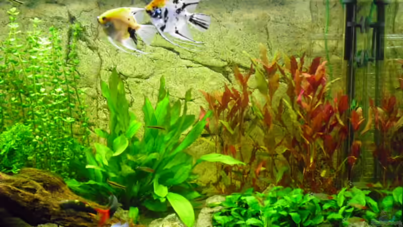 rechte Hälfte des Beckens von Andy 86 (3)