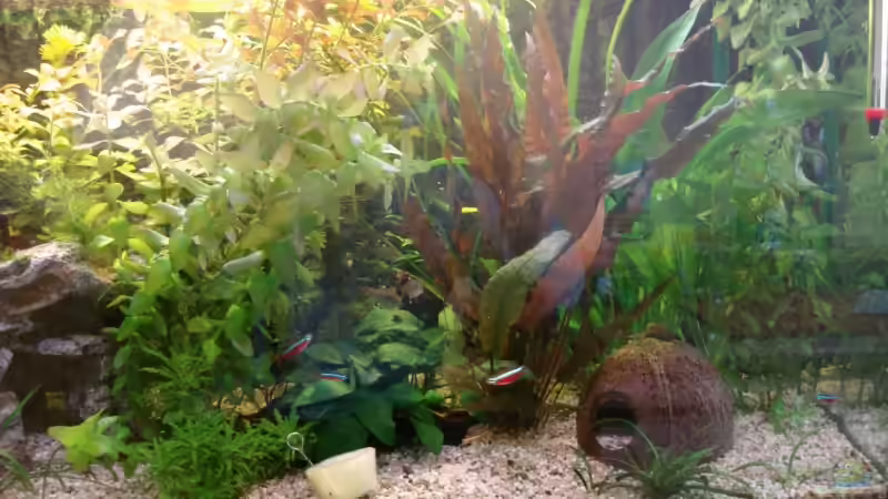 rechte Hälfte nach 3 Monaten von Birgit Reinert (3)