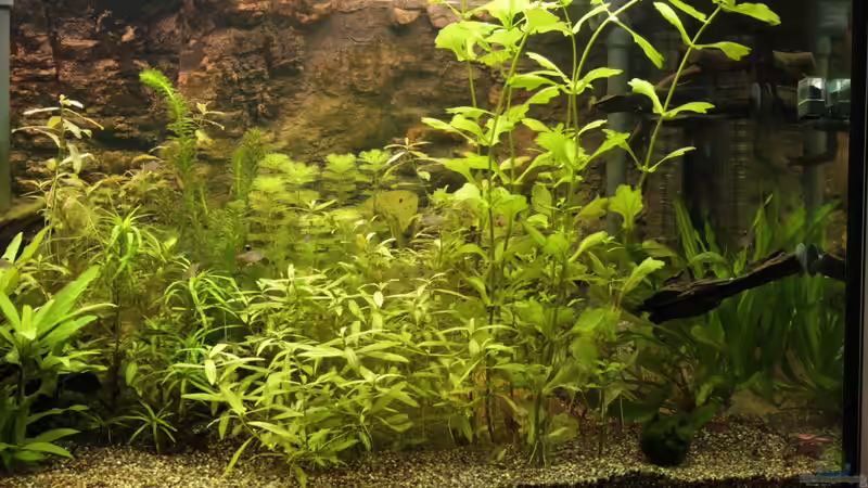 rechte Hälfte vom Becken von Hot (12)