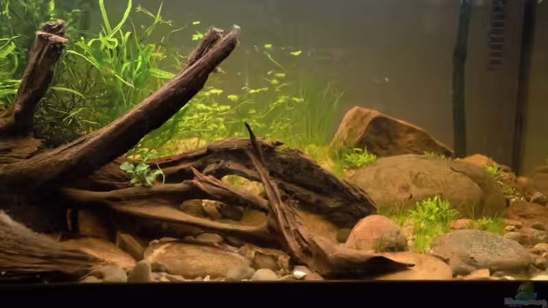 rechte Hälfte von Dominik (5)