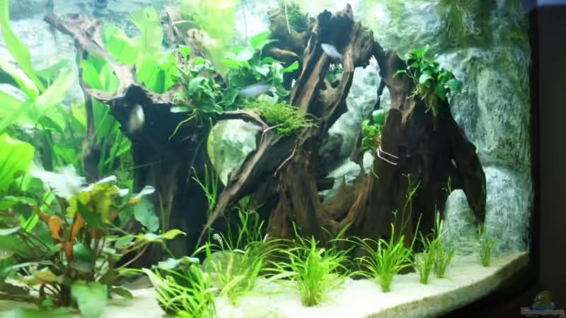 Rechte Hälfte von Jörg Schneider (5)