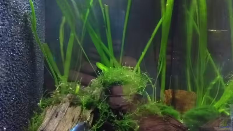 rechte Hälfte von Stephy (4)