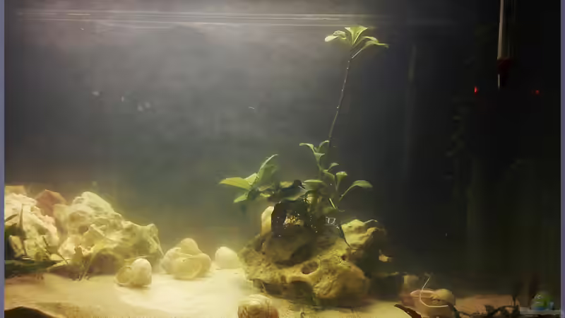 Rechte Hälfte von TDG (6)