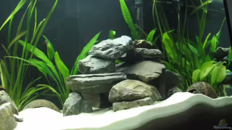 Rechte Hälfte von Zonk (3)