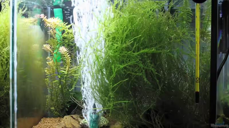 Rechte Kammer (F1-Suite) - 25cm breit von Micha (12)